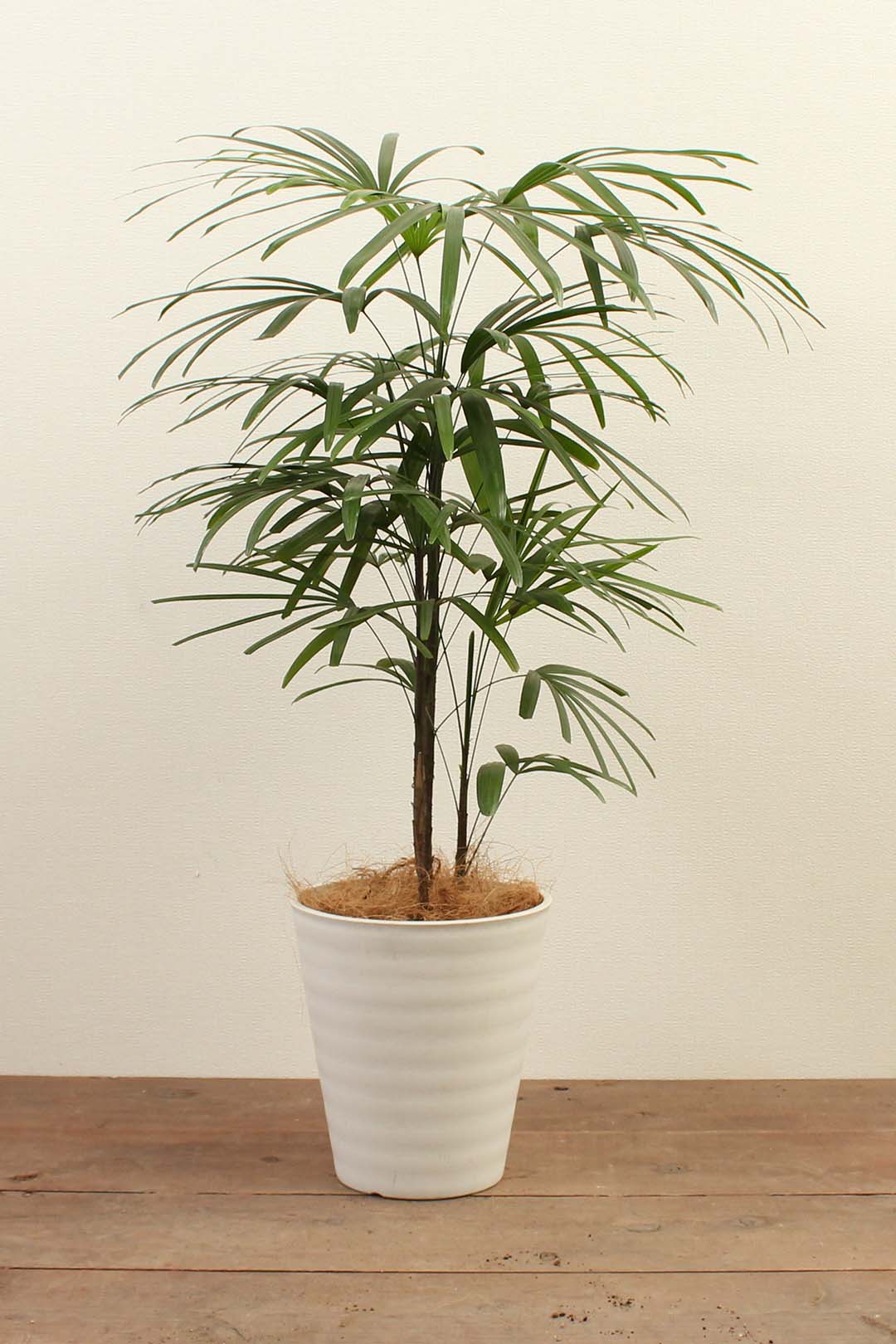 雲南シュロチク  希少美形 大型観葉植物 高さ110㎝ 幅80㎝ 8号鉢