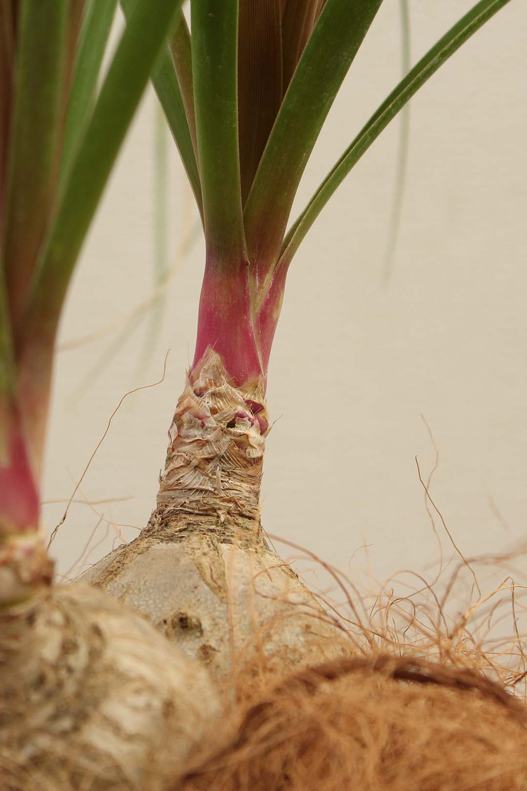 観葉植物｜ノリナ ポニーテール 2株｜6号｜Sサイズ*