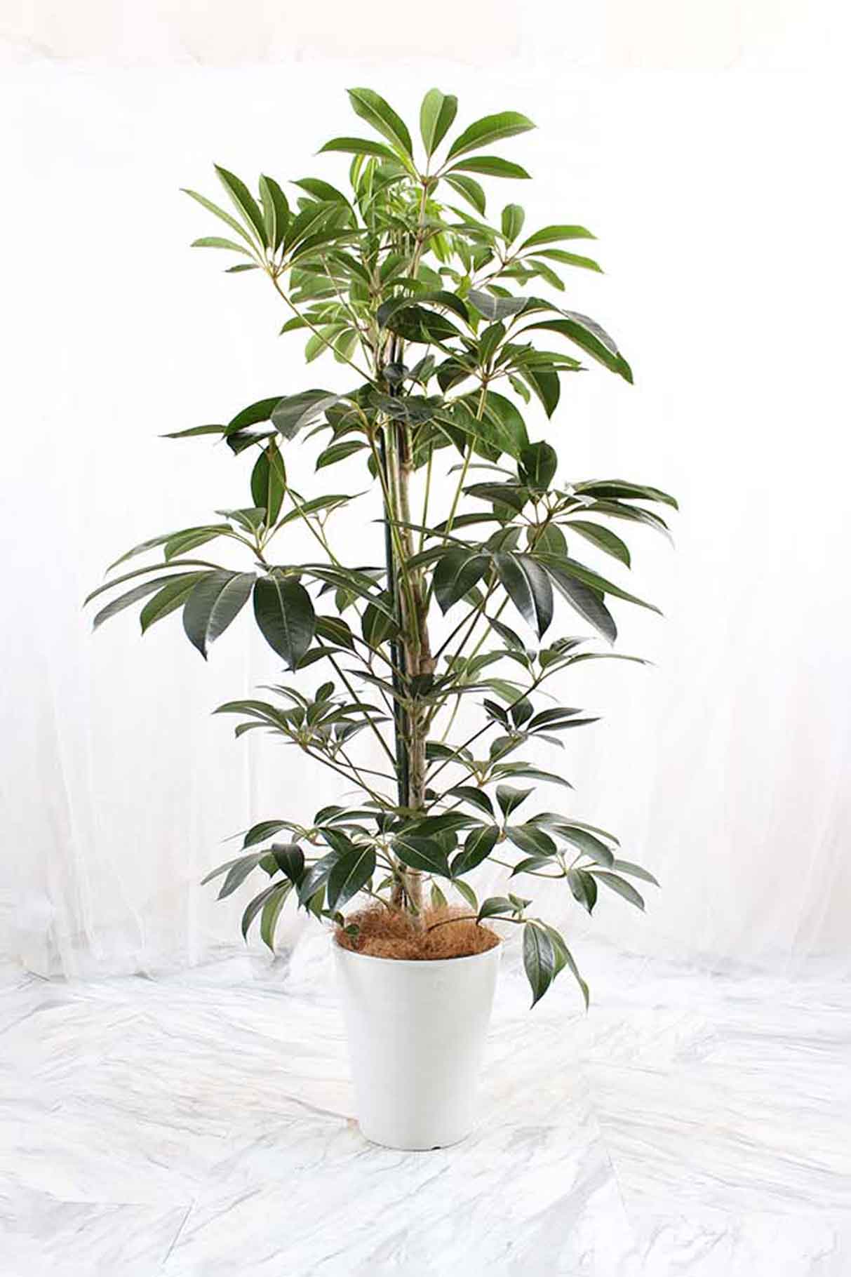 人工観葉植物 パキラ FST 150 ポット付き 高さ150cm （P52-99643