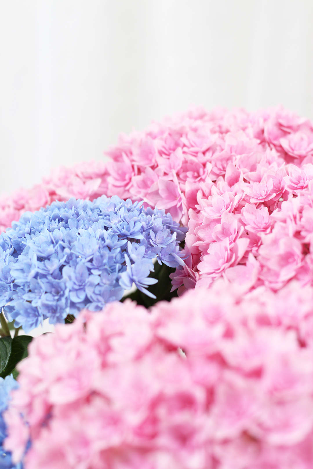 THE GOOD FLOWER JAPAN（ザグッドフラワージャパン） / 鉢花｜紫陽花 
