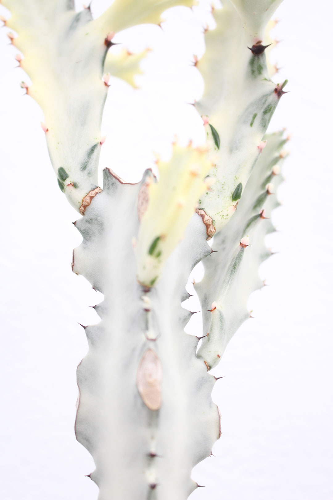 塊根植物｜ユーフォルビア ホワイトゴースト No.3｜XSサイズ