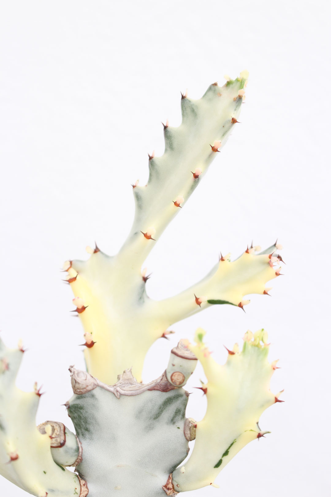 塊根植物｜ユーフォルビア ホワイトゴースト No.5｜XSサイズ