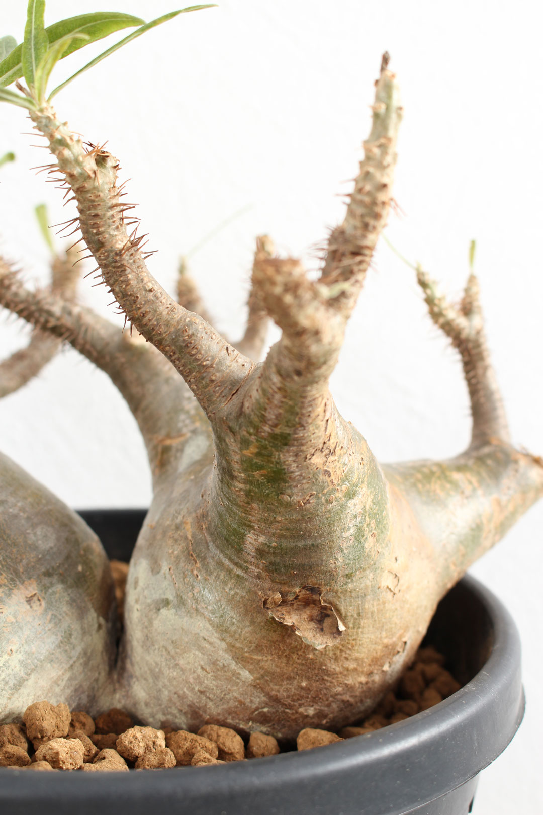 【豊富なHOT】Pachypodiuｍ　パキポディウム　グラキリス　ベアルート　塊根植物　P27 その他多肉植物