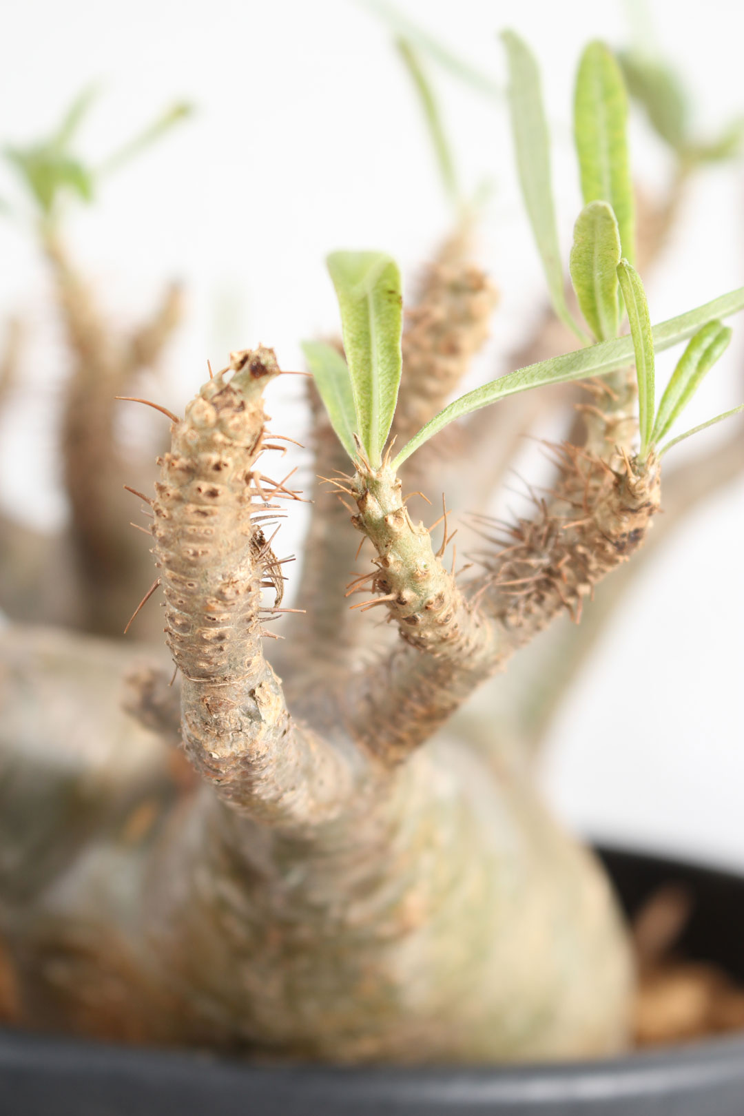 品質証明書付き Pachypodiuｍ パキポディウム グラキリス ベアルート