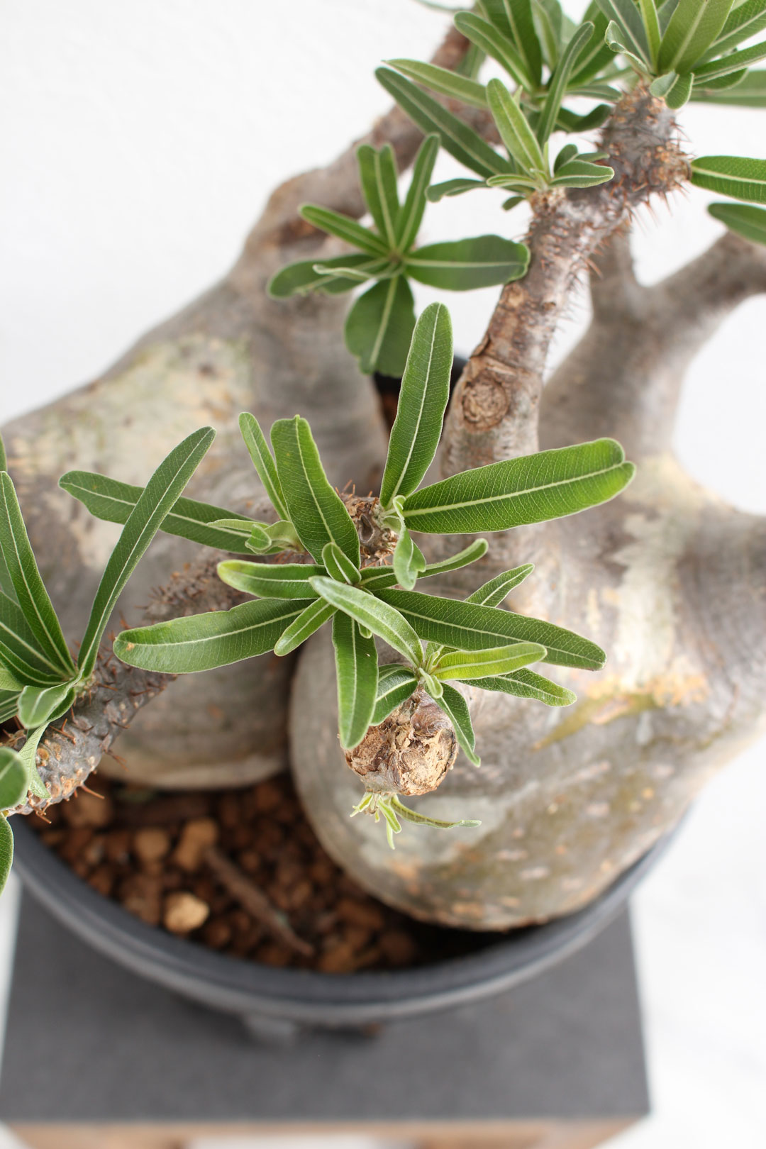 【今季特売】Pachypodiuｍ　パキポディウム　グラキリス　ベアルート　塊根植物　29 その他多肉植物