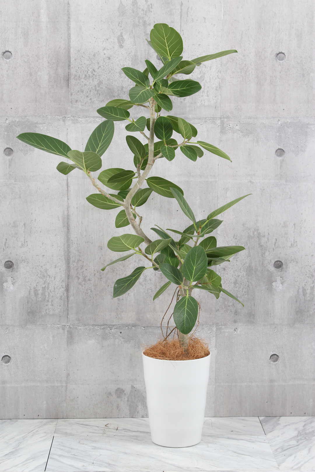 現物出品【フィカス・ベンガレンシス 曲がり幹 120ｃｍ＊Ficus